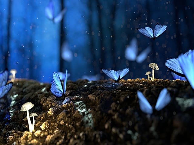 foresta-farfalle