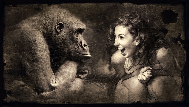donna-gorilla